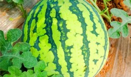 网红热瓜,揭秘网络红人的崛起与争议